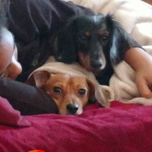 Meet your Posher, Chastity